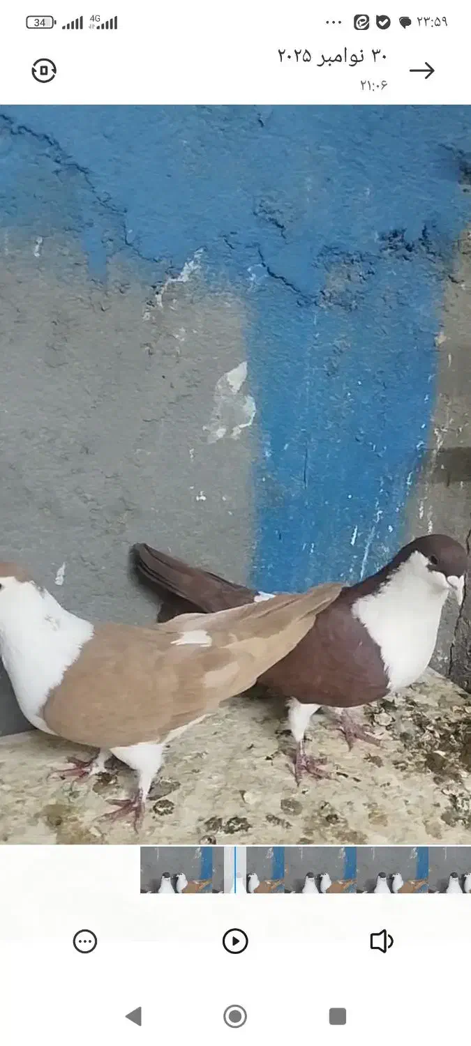 کبوتر خوشکل|پرنده|تربت جام, جامرود|دیوار