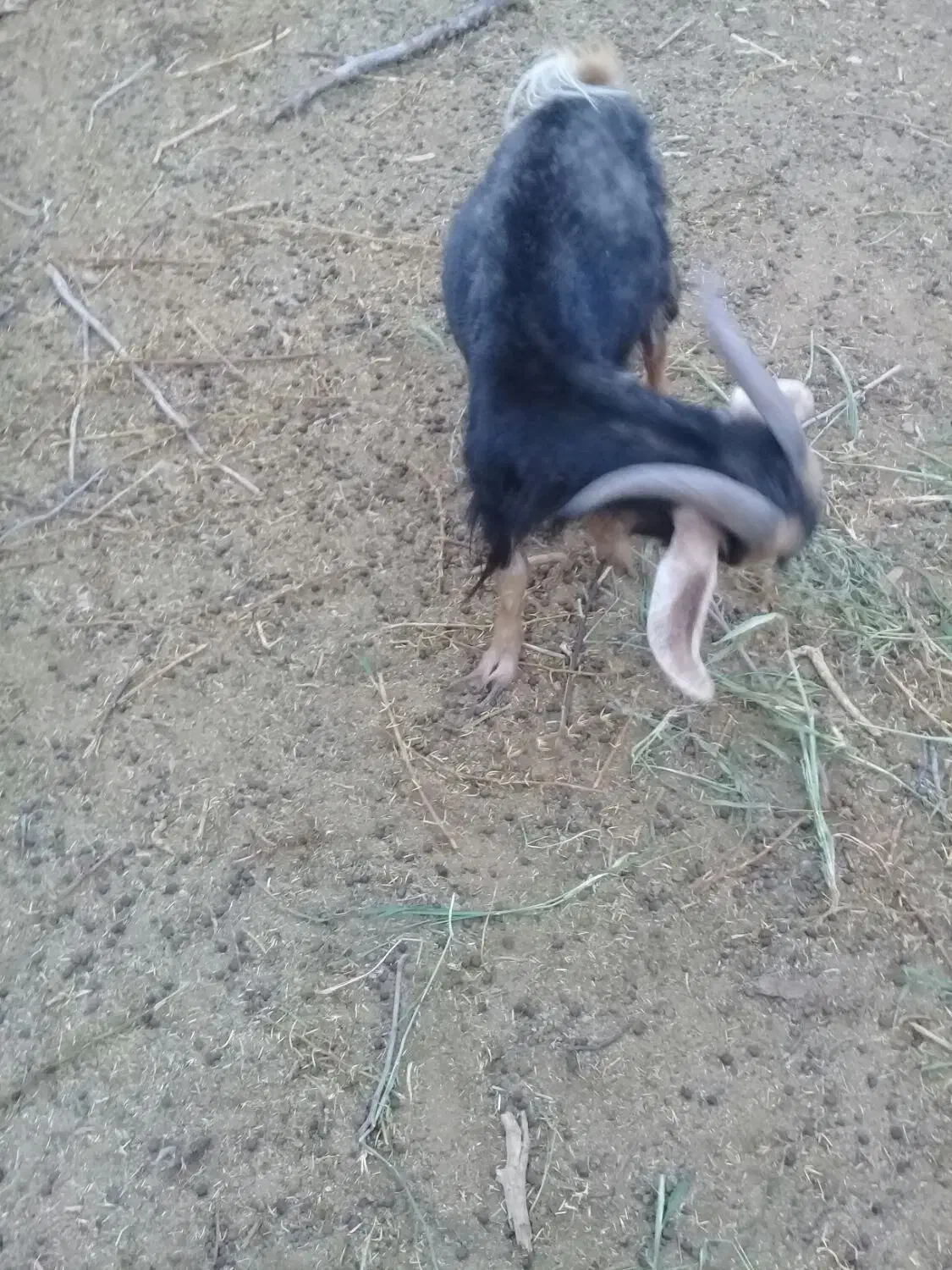 چبش محلی|حیوانات مزرعه|بیرجند, |دیوار