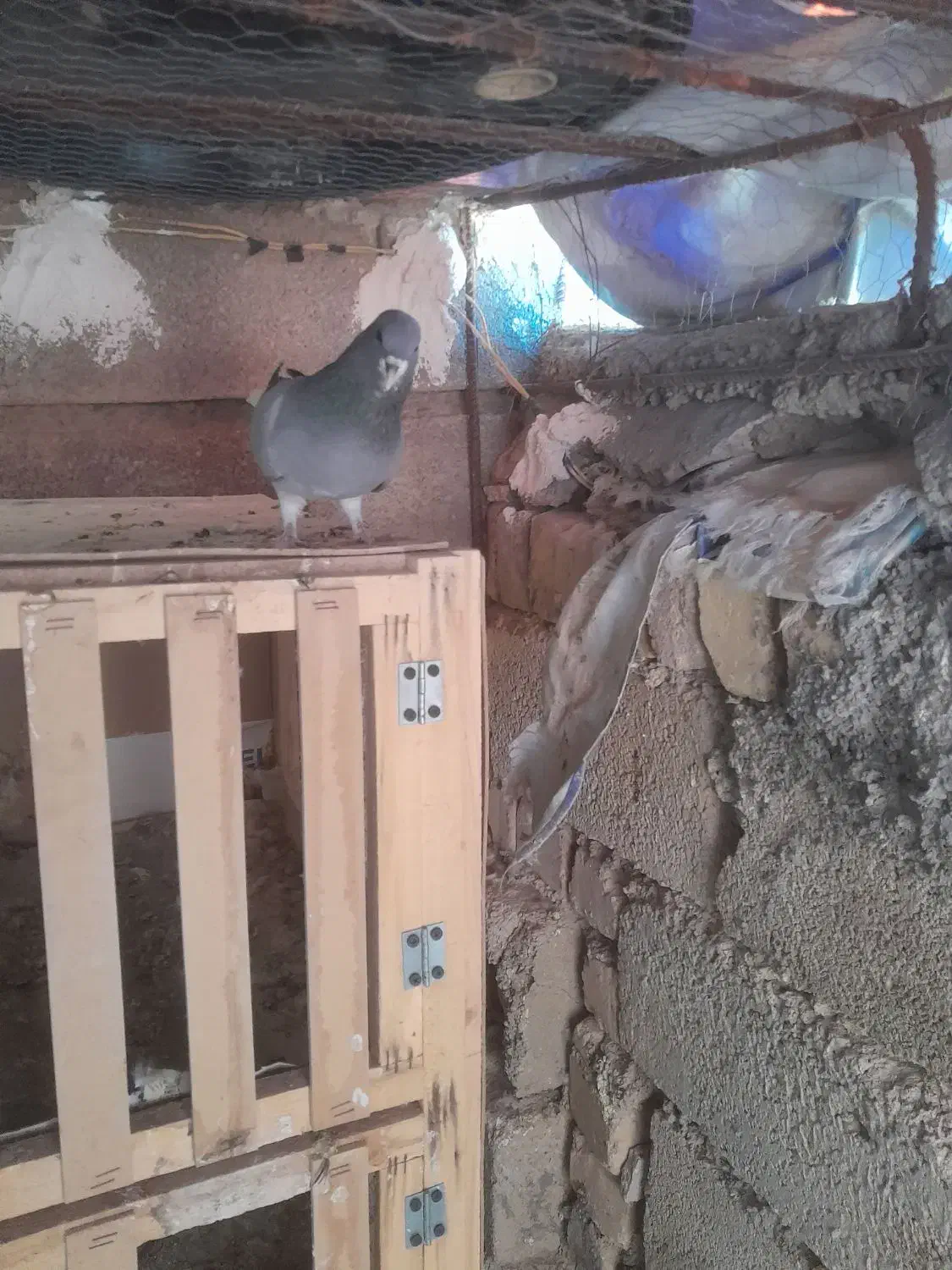 بدرنگسبز چپسبز|پرنده|شیراز, فرودگاه شهید دستغیب شیراز|دیوار