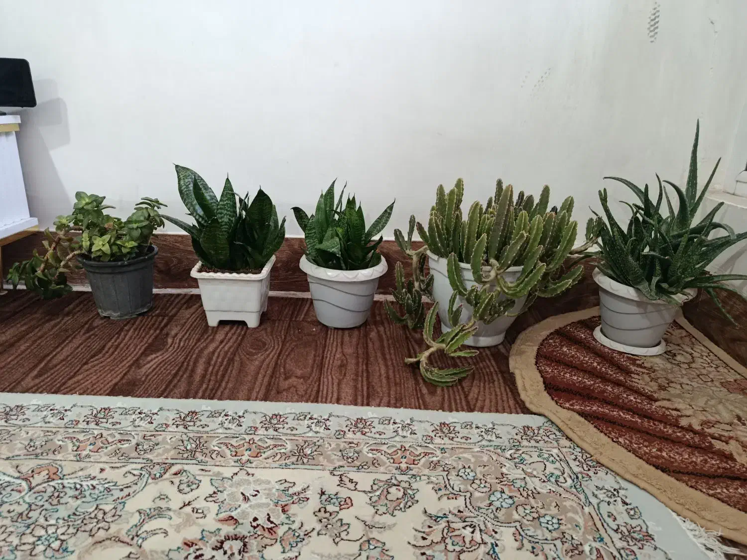 گل های کاکتوس و گل های زیبا|گل و گیاه طبیعی|ارومیه, |دیوار