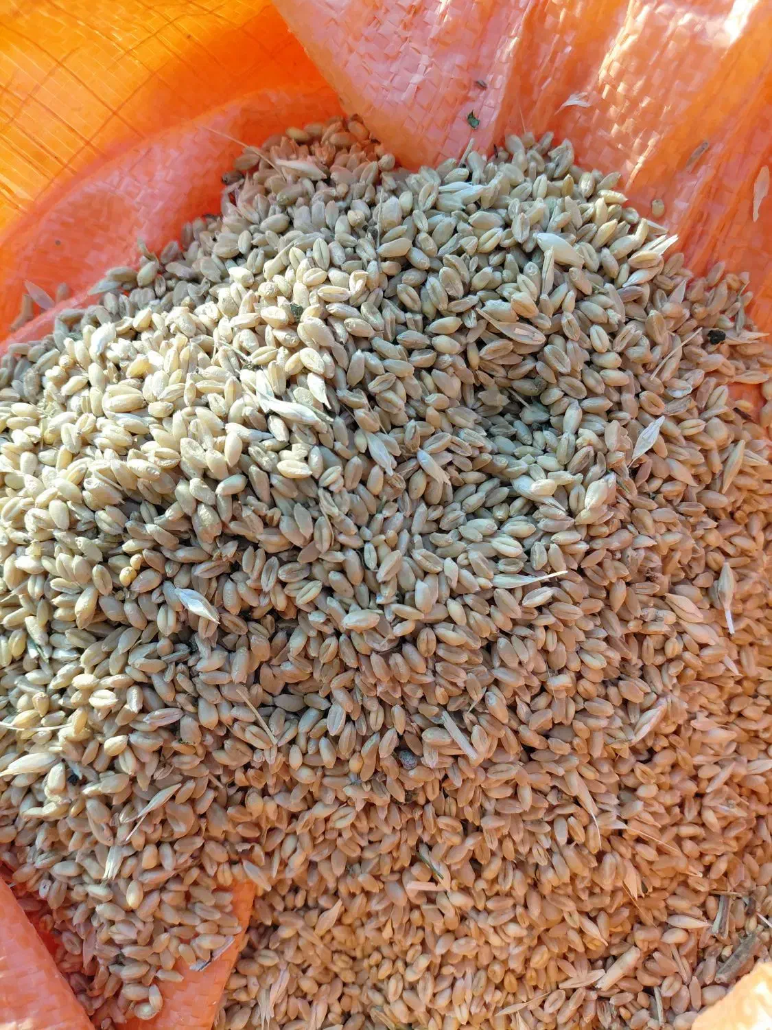 گندم پیشگام برای دام و کاشت|خوردنی و آشامیدنی|شوط, |دیوار