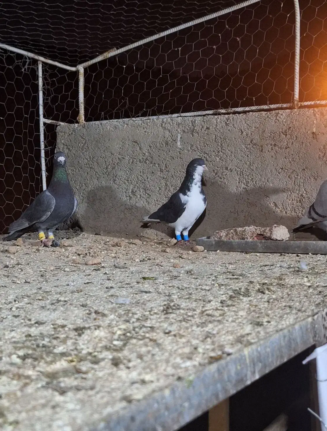 کفتر یا کبوتر|پرنده|شیراز, سعدیه شمالی|دیوار