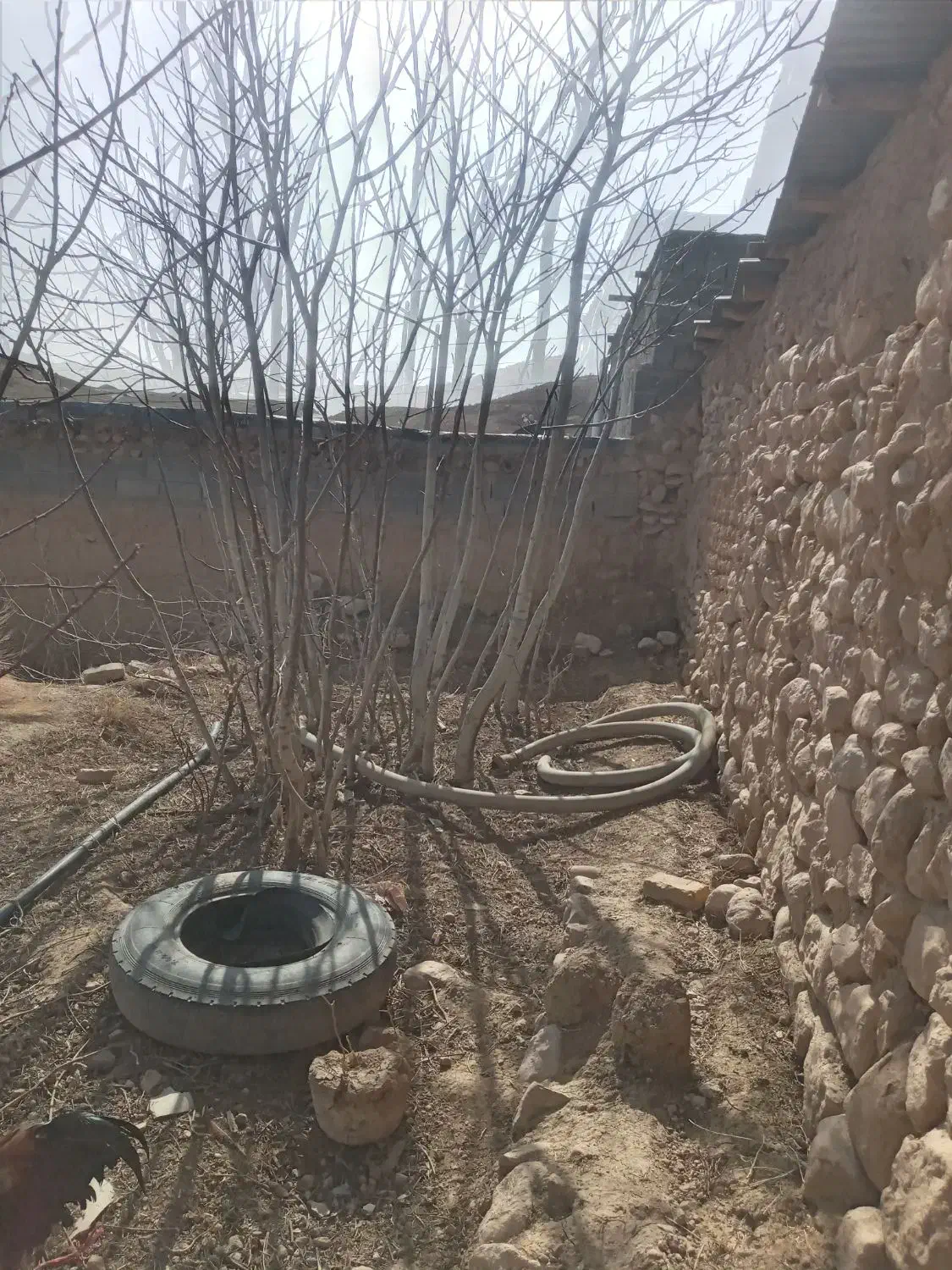 درخت گردو|خدمات باغبانی و درختکاری|شیروان (خراسان), |دیوار