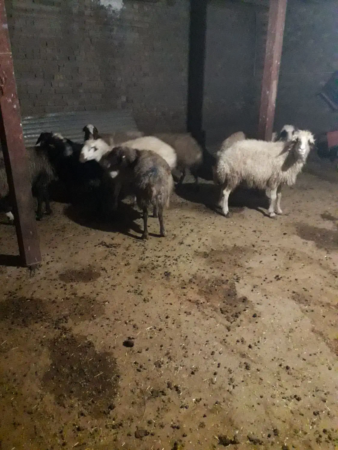 میش جوان|حیوانات مزرعه|سیلاخور, |دیوار