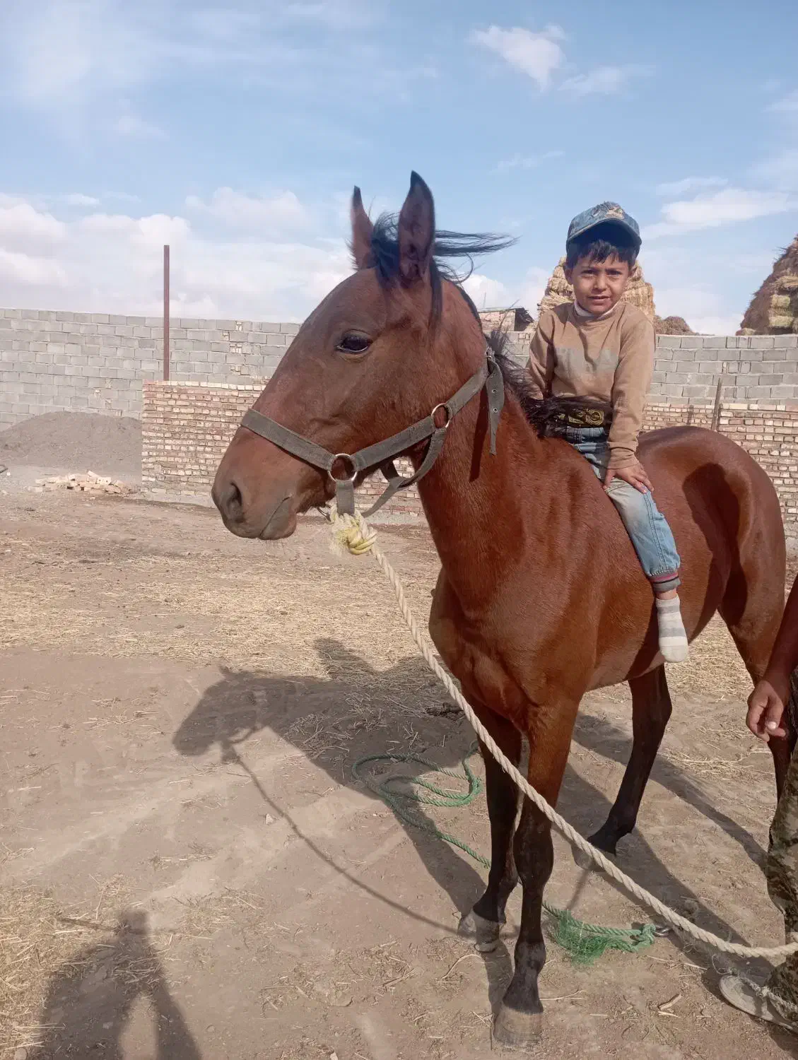 کره اسب|اسب و تجهیزات اسب‌سواری|مهربان, |دیوار