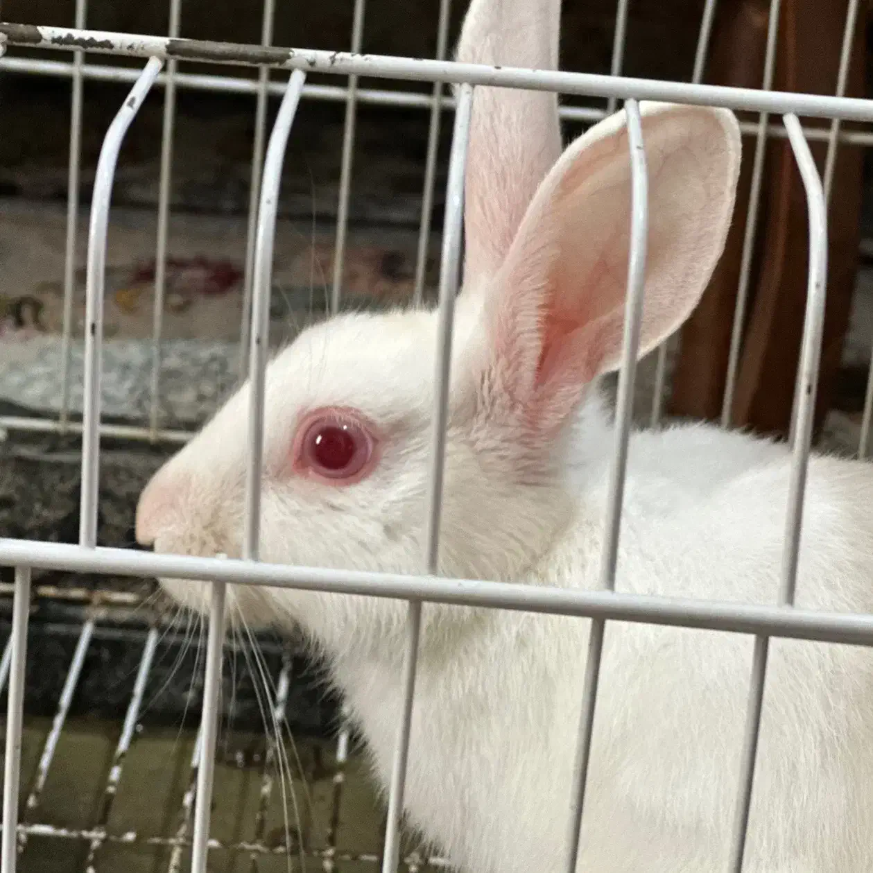 خرگوش|موش و خرگوش|بوشهر, |دیوار