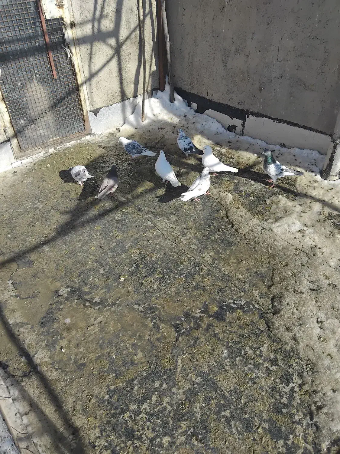 کبوتر|پرنده|سلطانیه, |دیوار