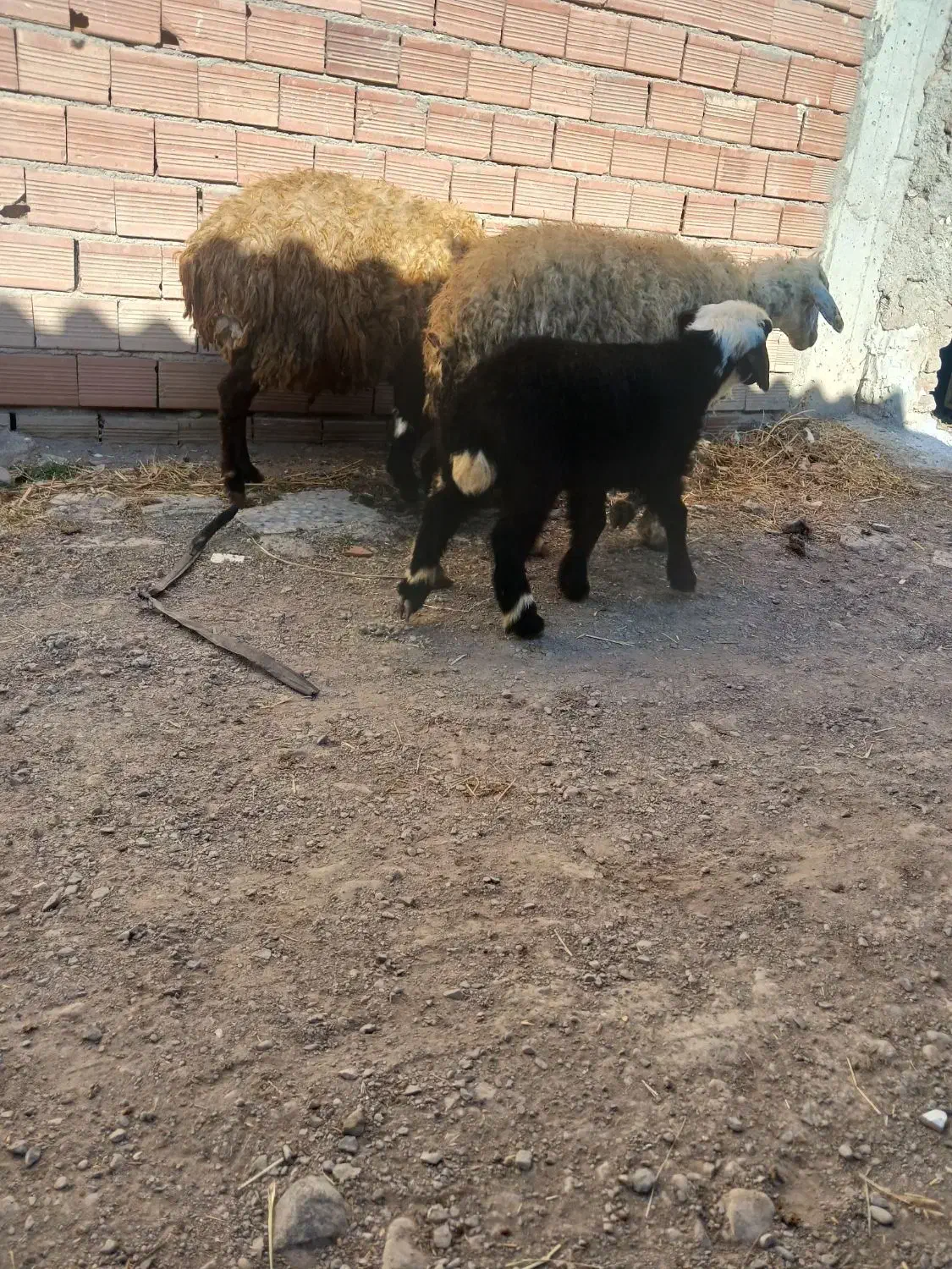 دو عدد گوسفند دامازدخ|حیوانات مزرعه|ارشق, |دیوار