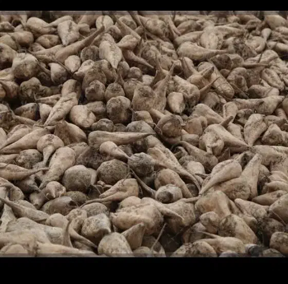 چغندر تازه|لوازم جانبی حیوانات|زاغه, |دیوار