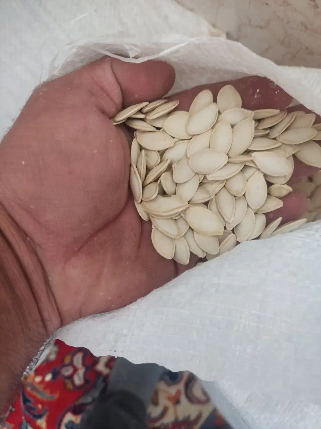 تخمه کدو|خوردنی و آشامیدنی|بهمن صغاد, |دیوار