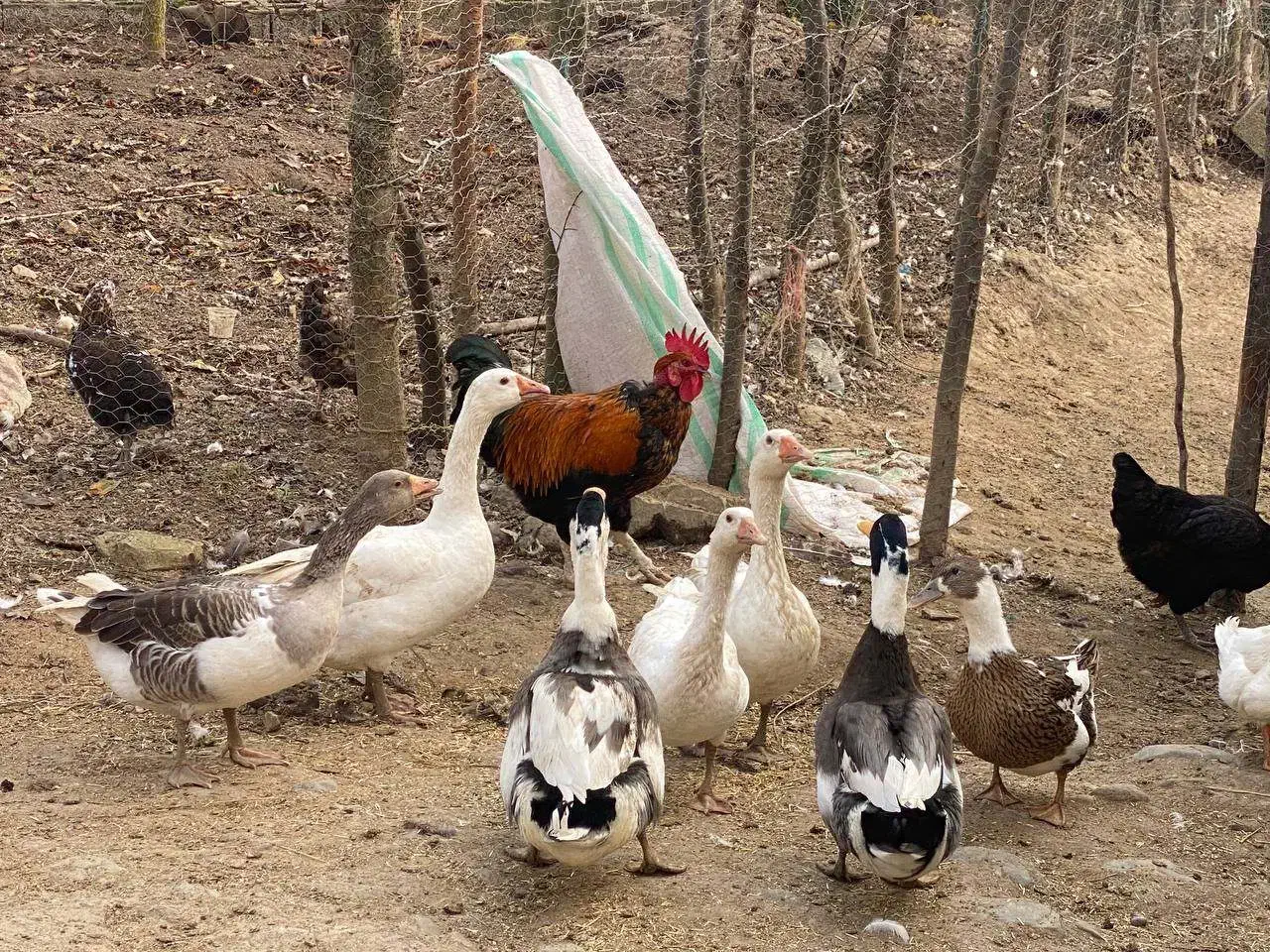 بوقلمون و اردک|حیوانات مزرعه|ماکلوان, |دیوار