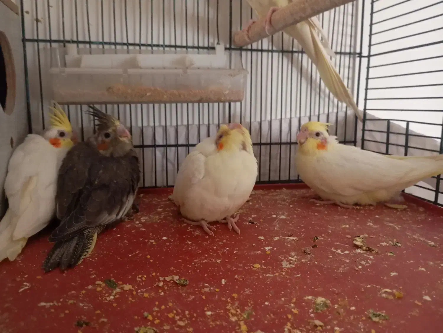 ۴ تا جوجه عروس هلندی|پرنده|تکاب, |دیوار