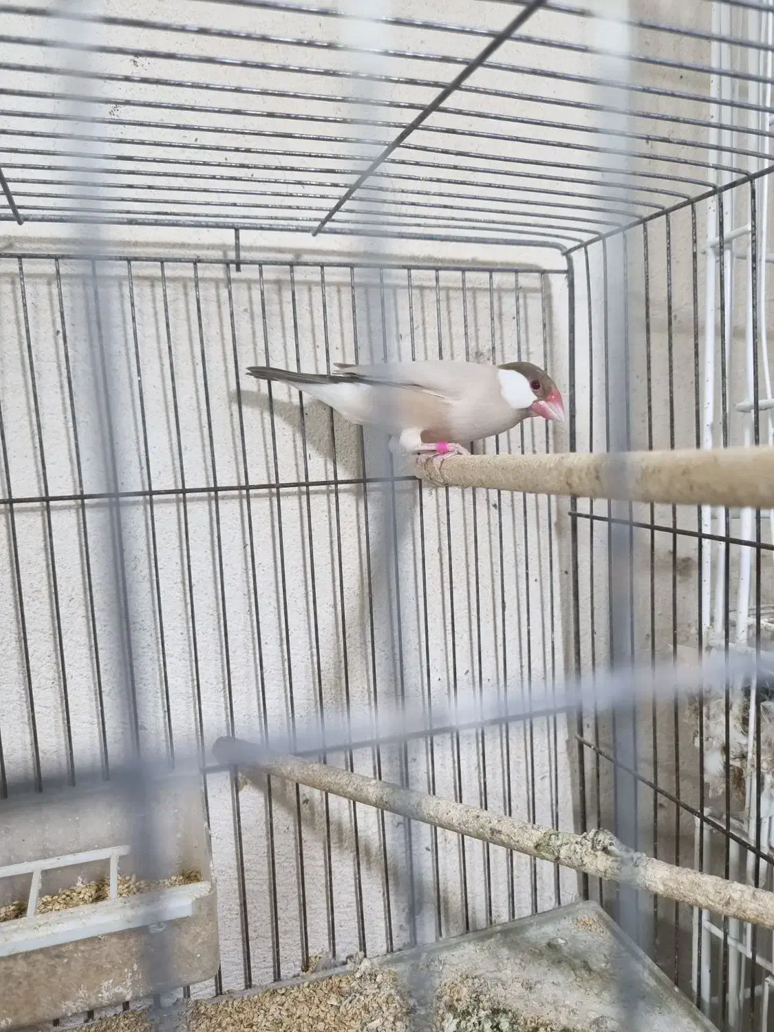 فنچ نرگسی|پرنده|بوشهر, |دیوار