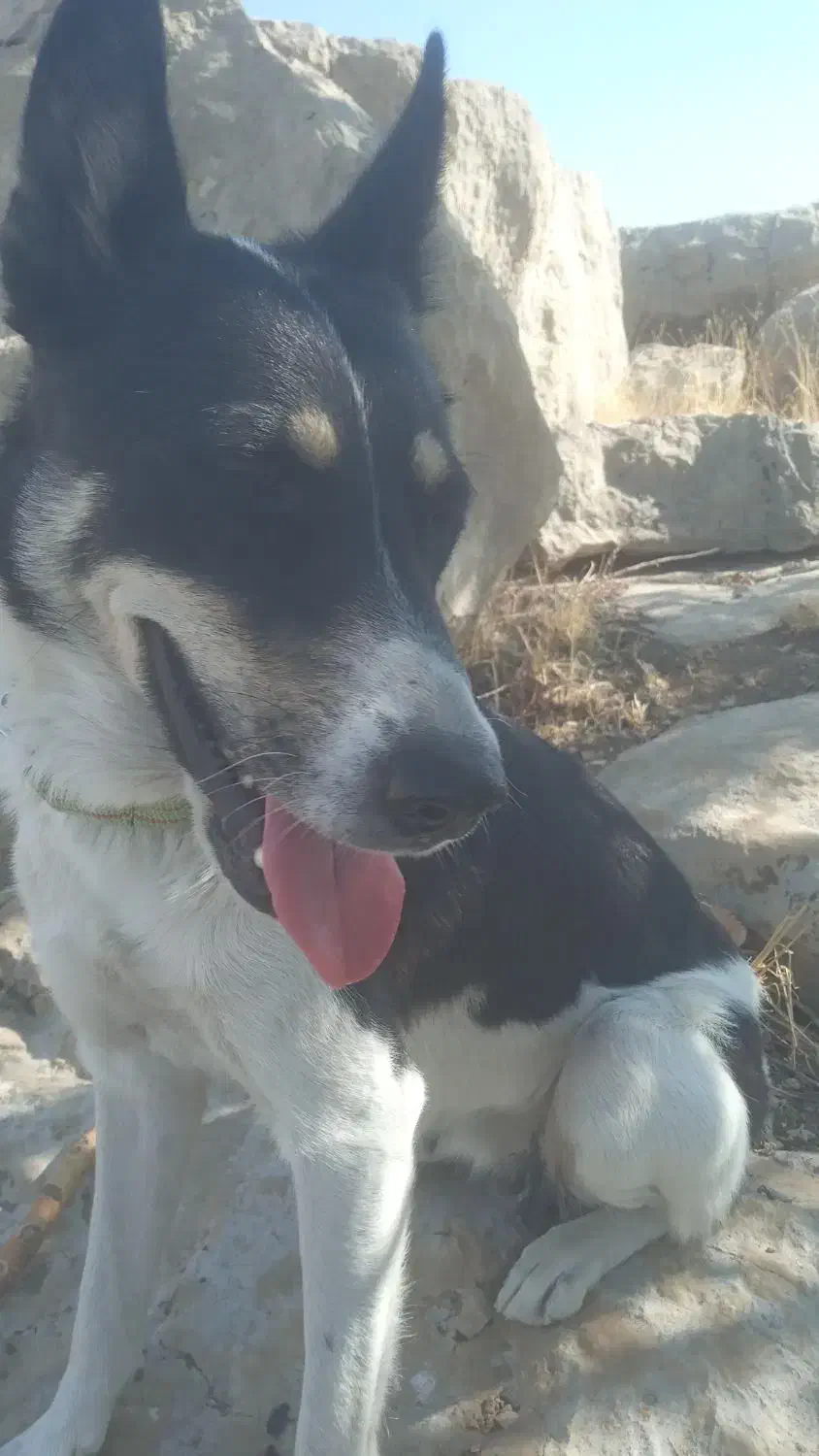 واگذاری|سگ|نورآباد ممسنی, |دیوار