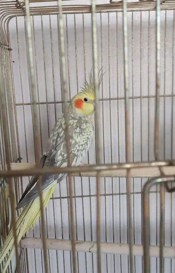 عروس هلندی|پرنده|اردبیل, |دیوار