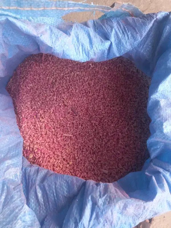 گندم آبی پیشگام|عمده‌فروشی|بروجرد, |دیوار