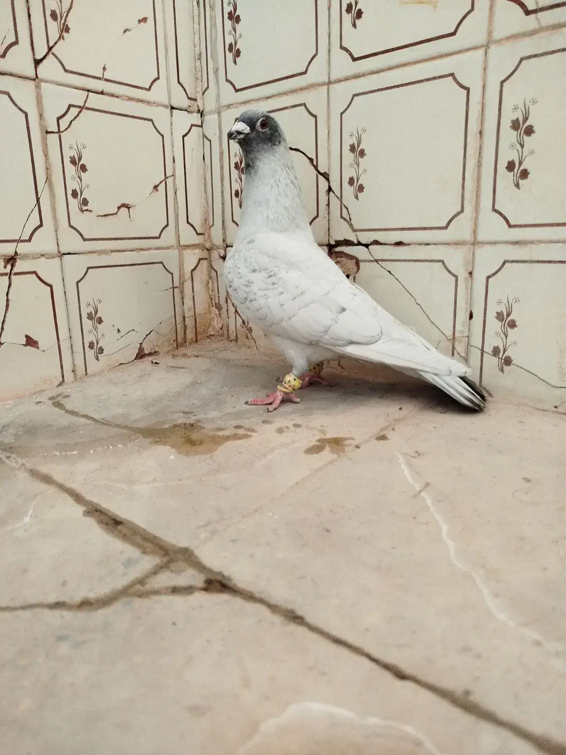 کبوتر|پرنده|شیراز, لاله|دیوار