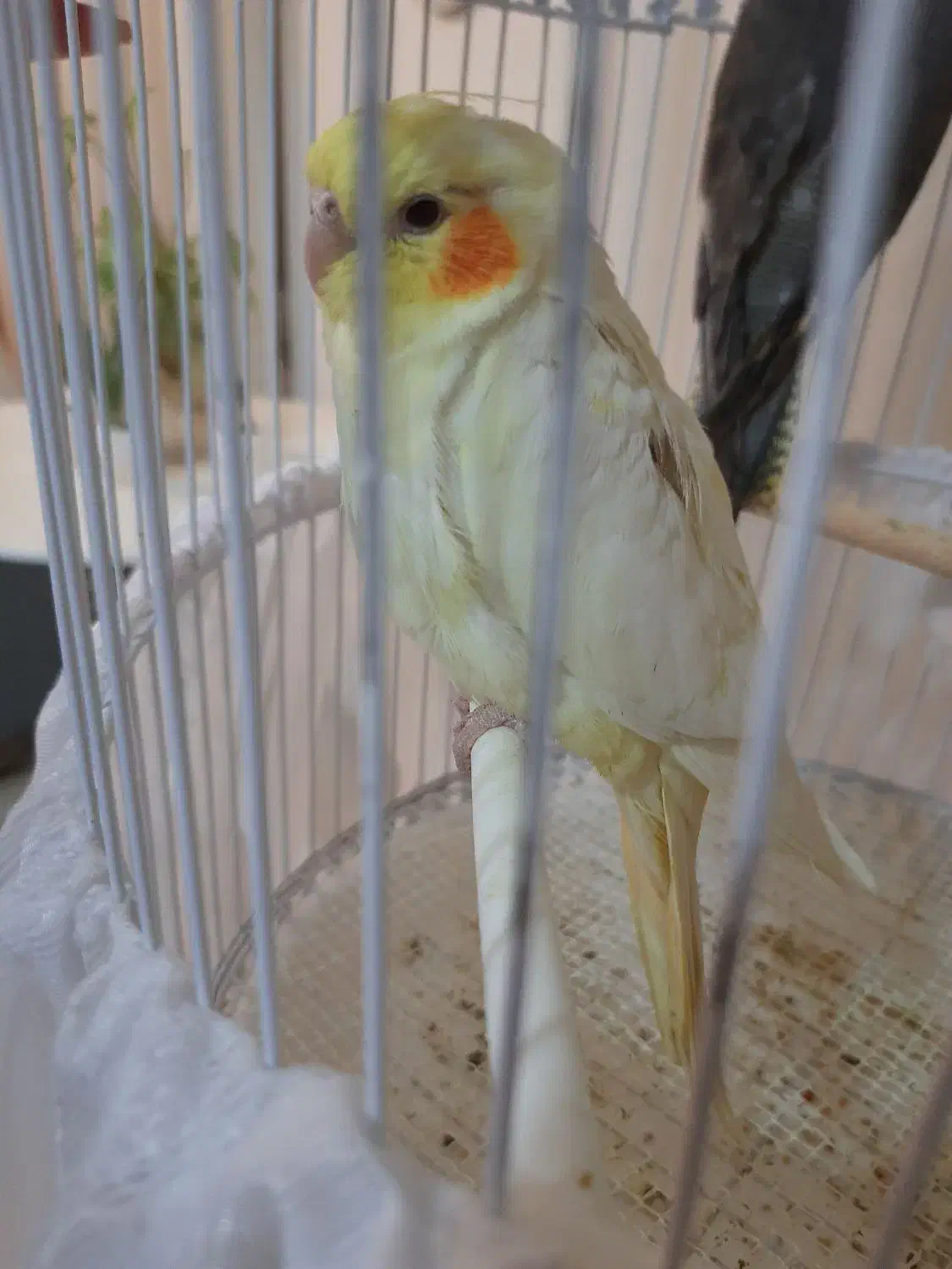 جوجه عروس هلندی ۳ ماهه دستی|پرنده|لاهیجان, گلستان|دیوار