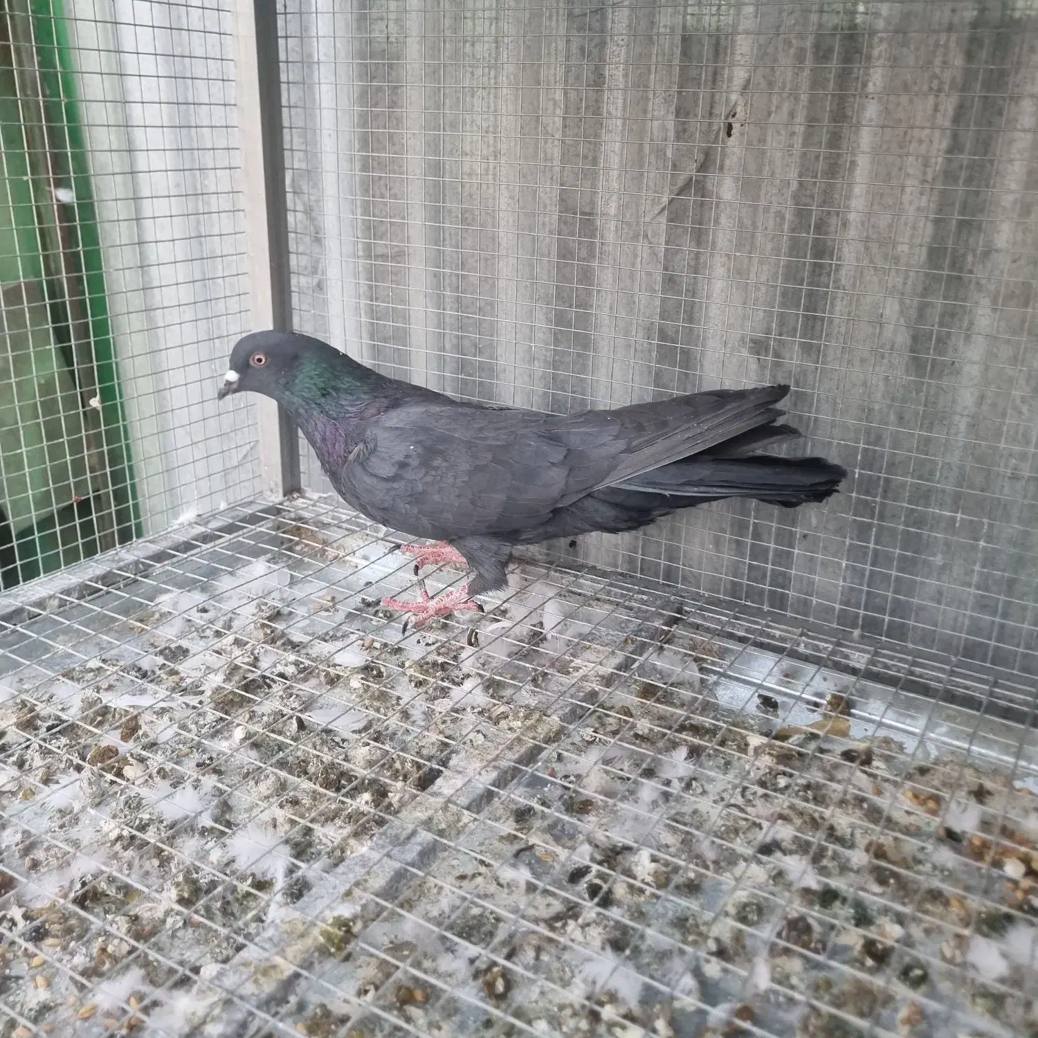 قلاق .شکار|پرنده|خمینی‌شهر, |دیوار