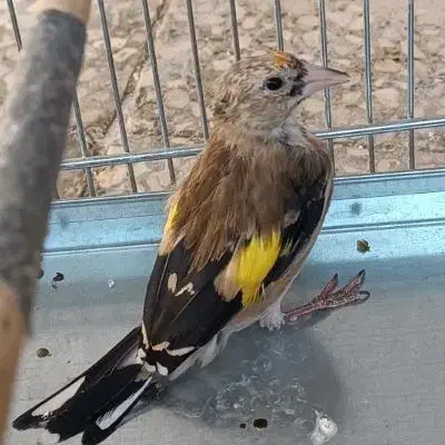 سهره نیم رنگ جوجه خرم آبادی|پرنده|شهرضا, |دیوار