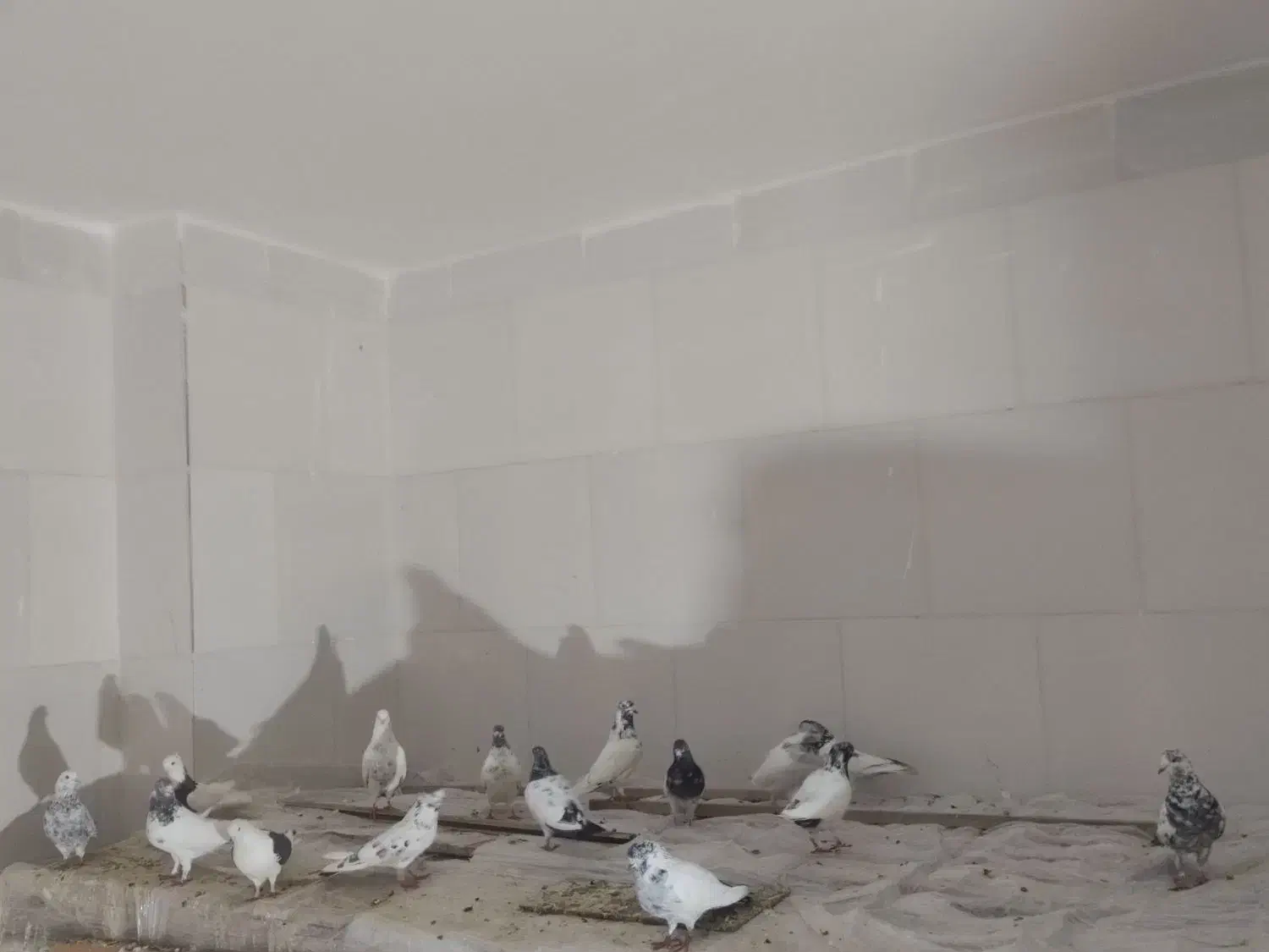 کبوتر کله دم سبز|پرنده|دهق, |دیوار