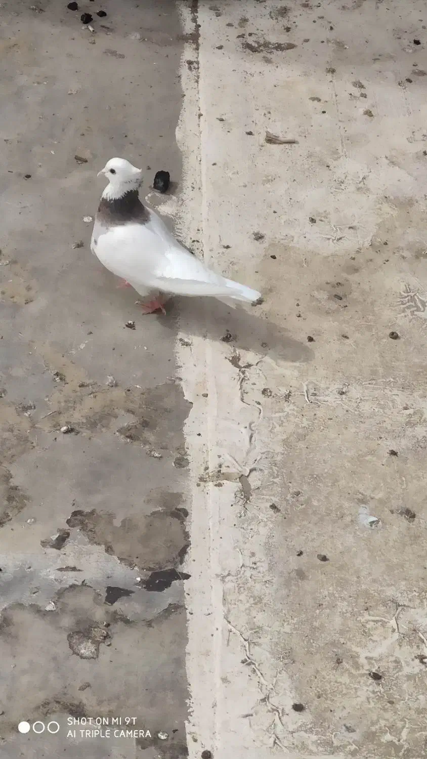 کبوتر|پرنده|مریوان, |دیوار