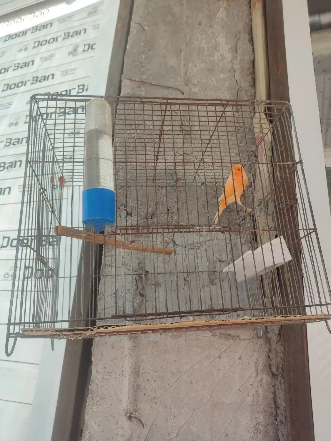 فروش قناری نر مست|پرنده|داراب, |دیوار