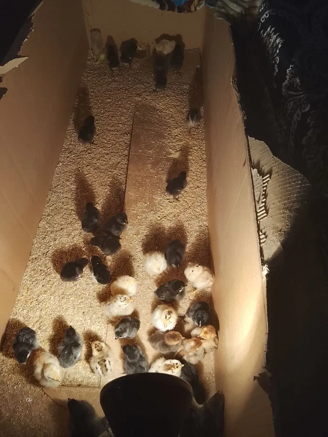 جوجه عربی|حیوانات مزرعه|اهواز, گلدشت|دیوار