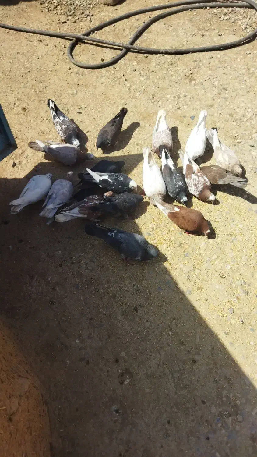 کبوتر|پرنده|کرانی, |دیوار