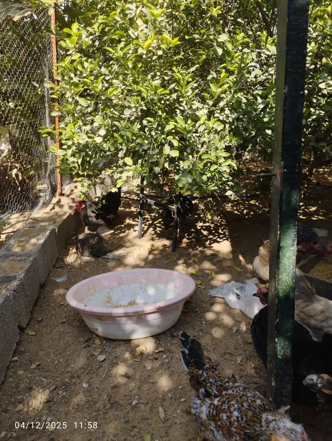 مرغ محلی|حیوانات مزرعه|برازجان, |دیوار