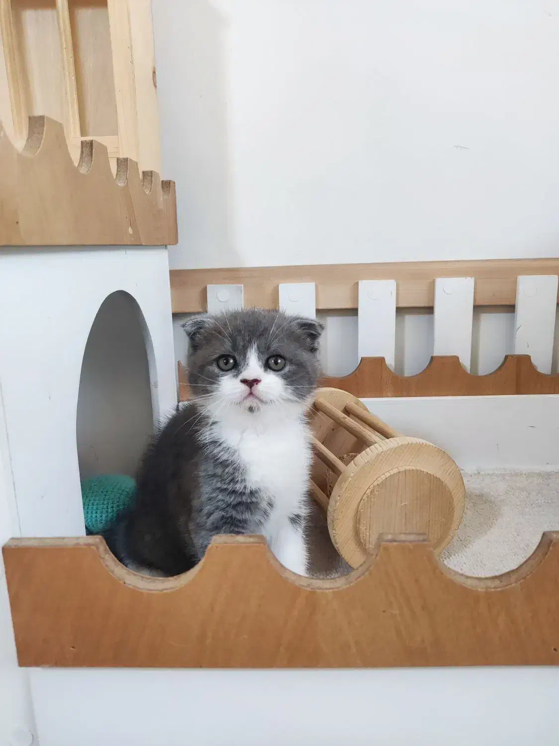 گربه اسکاتیش رگدال|گربه|اصفهان, مهدی آباد|دیوار