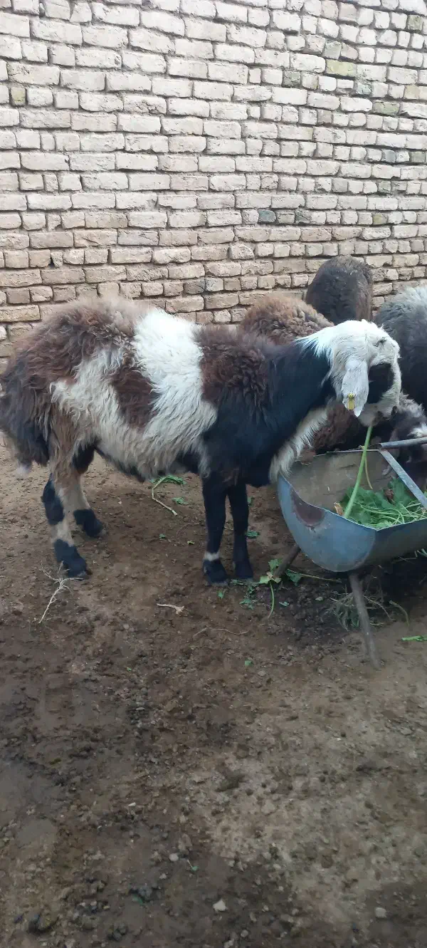 قوچ شیشک|حیوانات مزرعه|تربتحیدریه, کلاته توکلی|دیوار