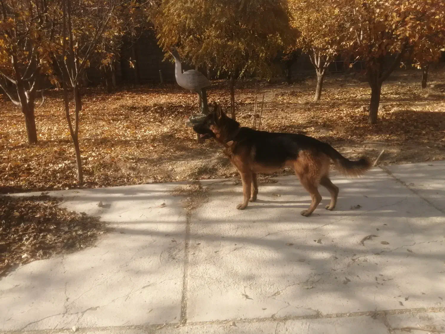 سگ ژرمن نر|سگ|ارژن, |دیوار