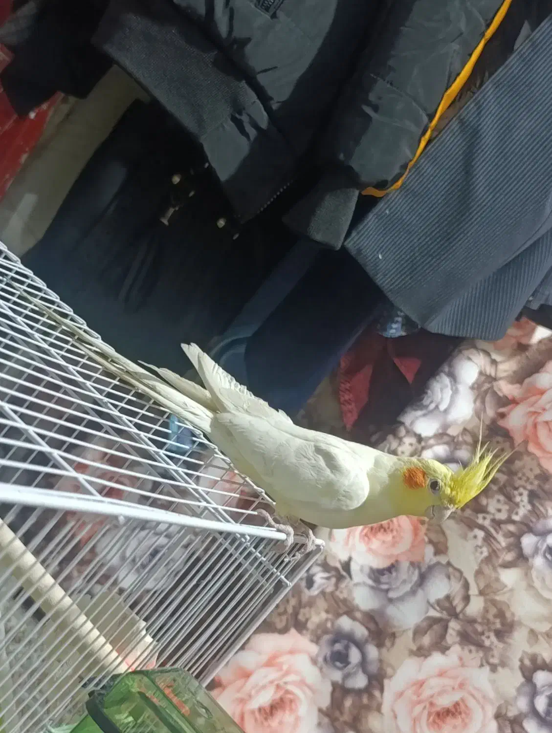 عروس هلندی نر|پرنده|مشهد, کارگران|دیوار