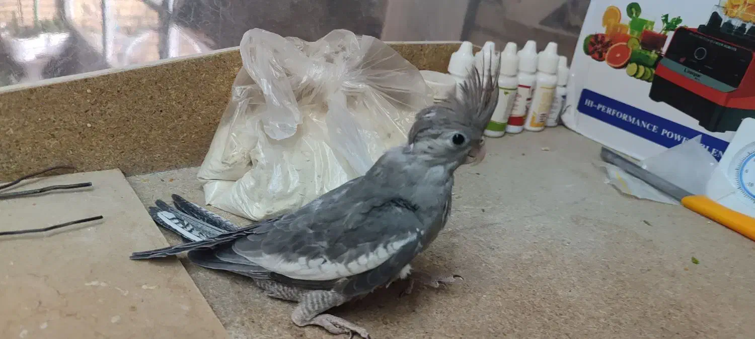 عروس تازه دون خور|پرنده|فرخشهر, |دیوار