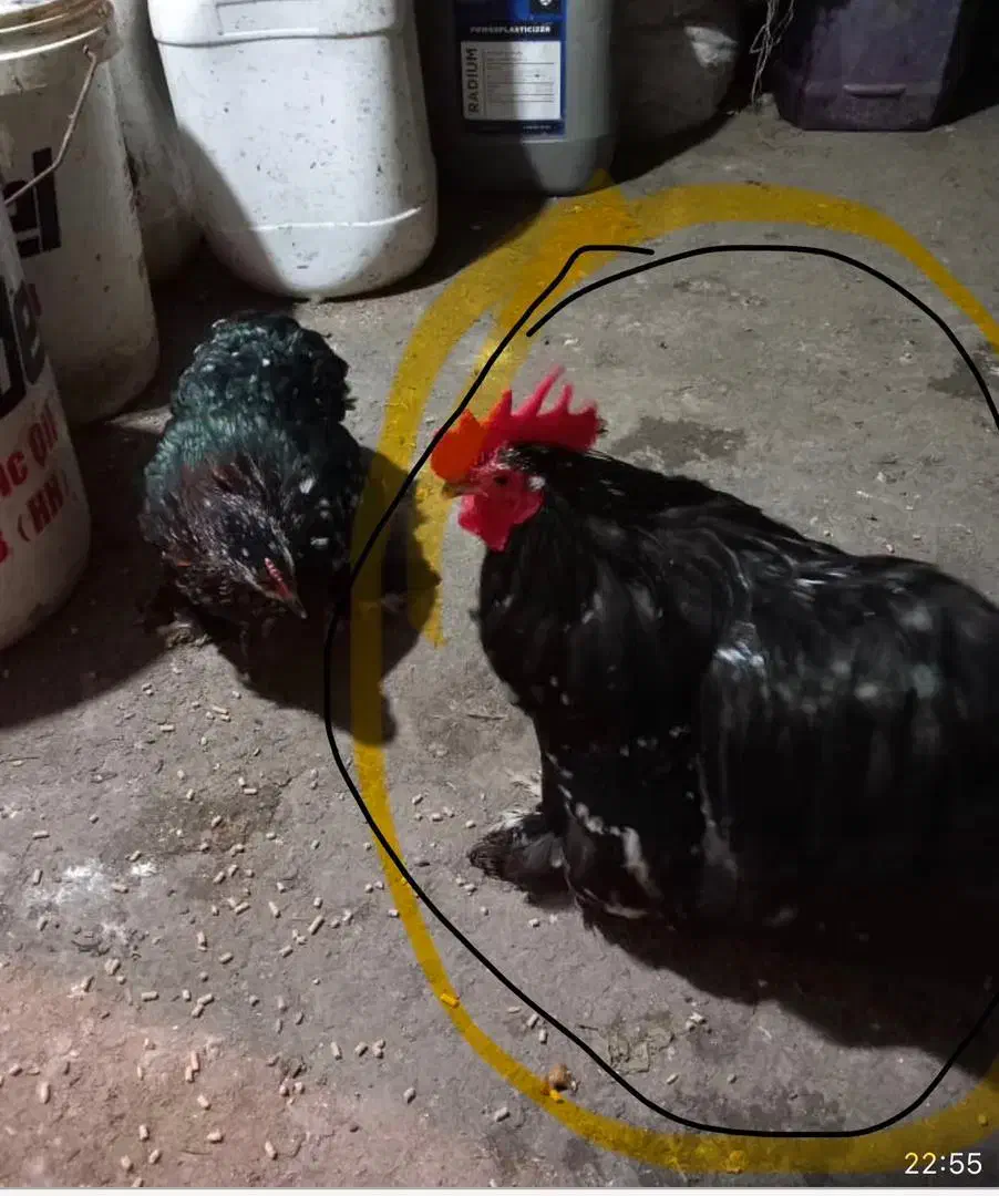 فروش دو جفت مرغ خروس کوشین|حیوانات مزرعه|قائمشهر, |دیوار