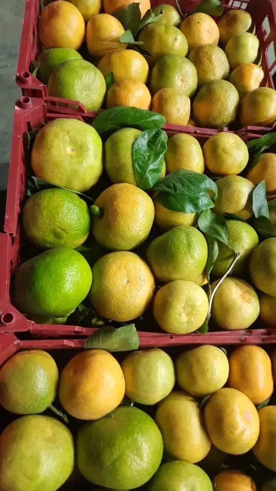 استخدام نیروی کار میوه فروشی|استخدام خدمات فروشگاه و رستوران|حمیدیا, |دیوار