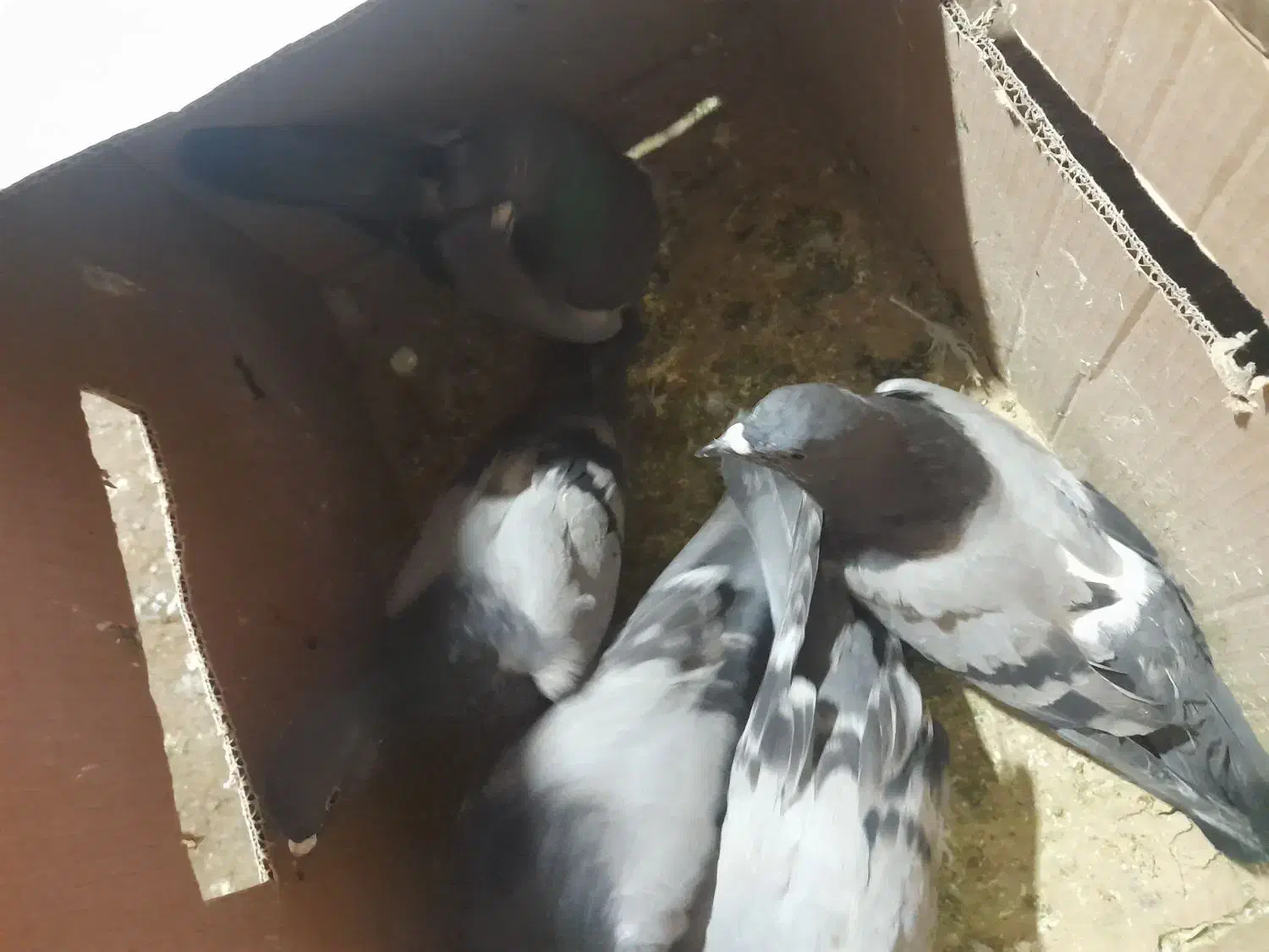 20عددکبوتر|پرنده|بندرعباس, |دیوار