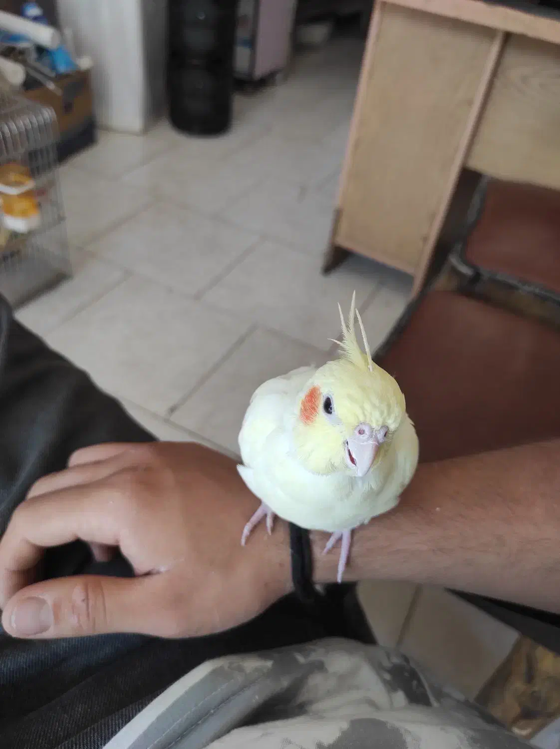 عروس هلندی ماده|پرنده|رباطکریم, رباطکریم|دیوار