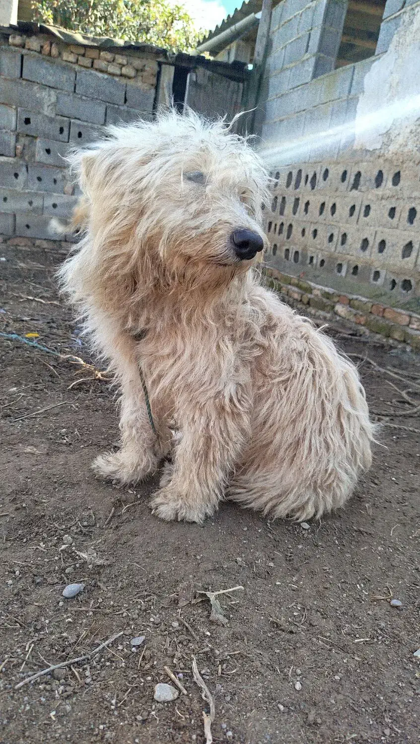 سگ پشمالو|سگ|بندر ترکمن, |دیوار