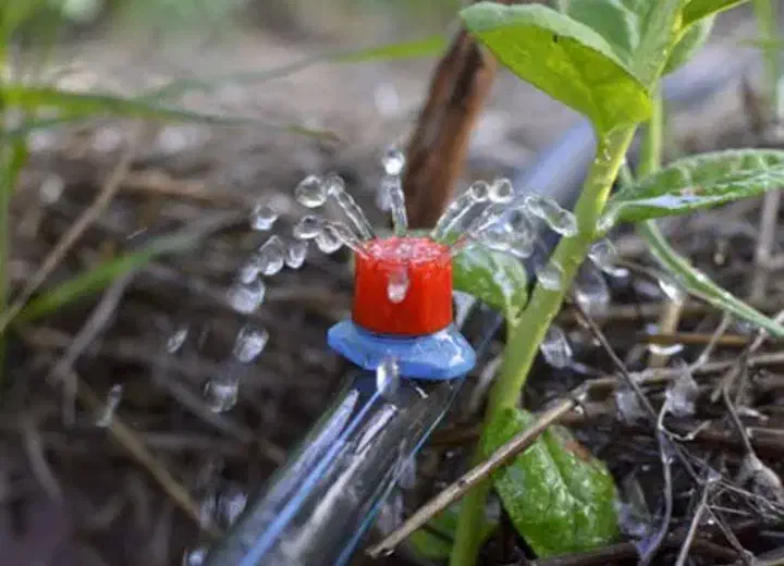 آبیاری قطره ای بارانی|خدمات باغبانی و درختکاری|ارومیه, |دیوار