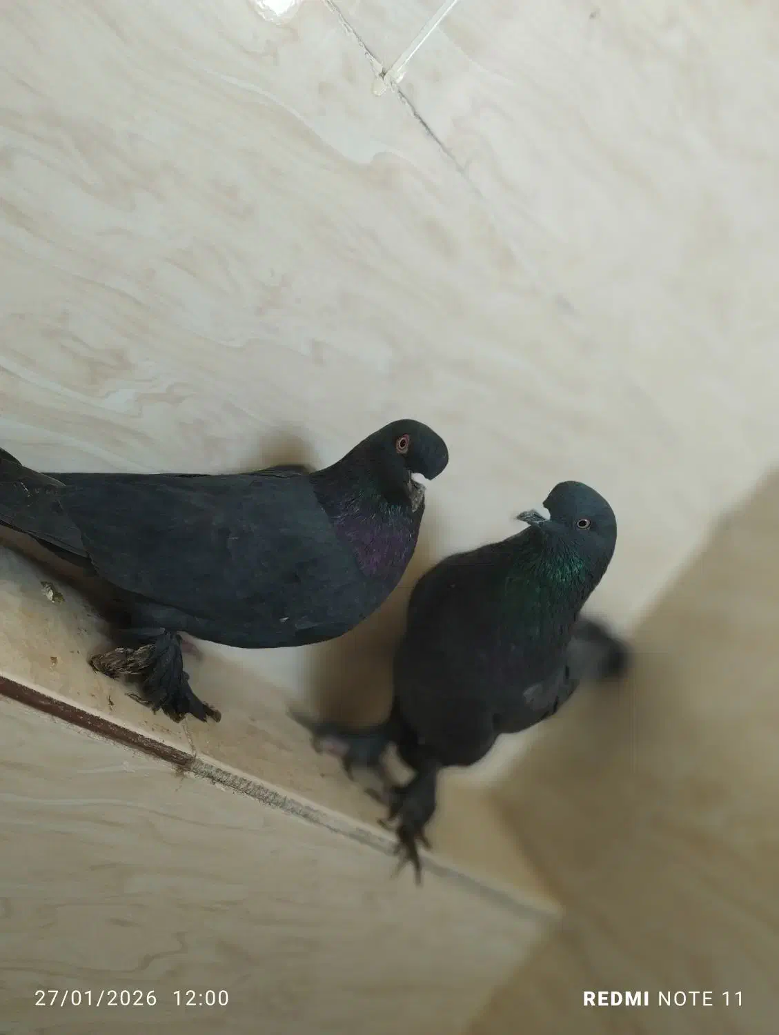 کبوتر لوتی|پرنده|خسروشاه, |دیوار