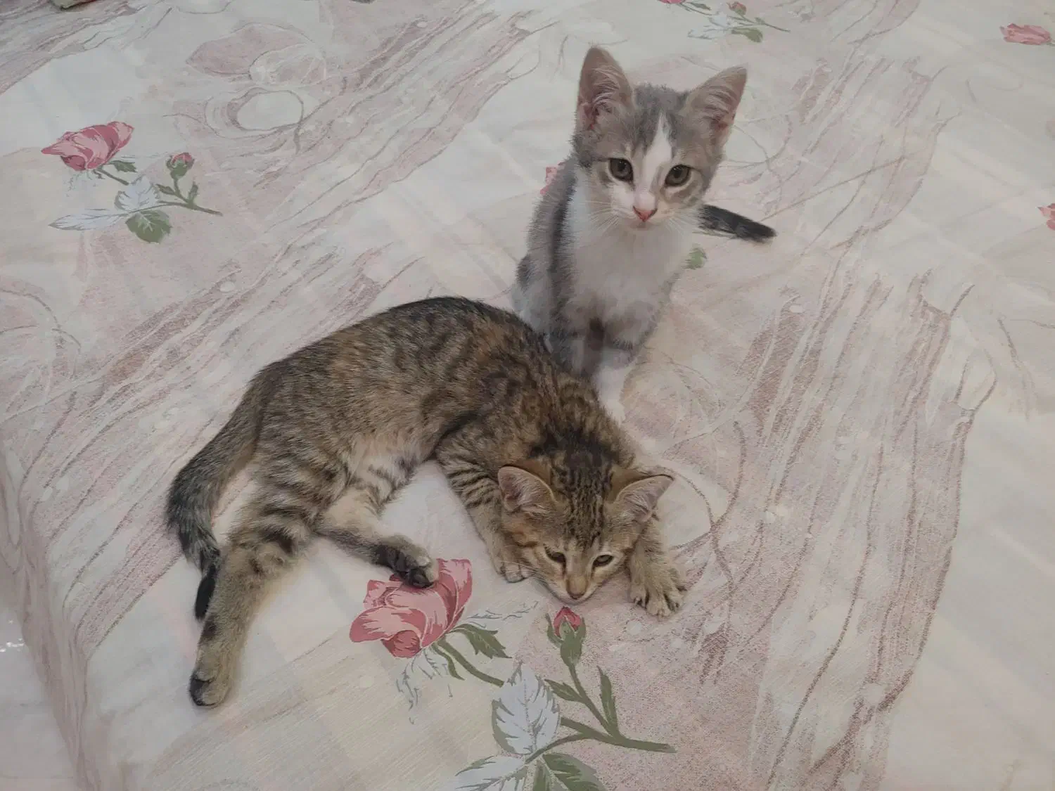 گربه|گربه|بندر انزلی, انصار الحسین|دیوار