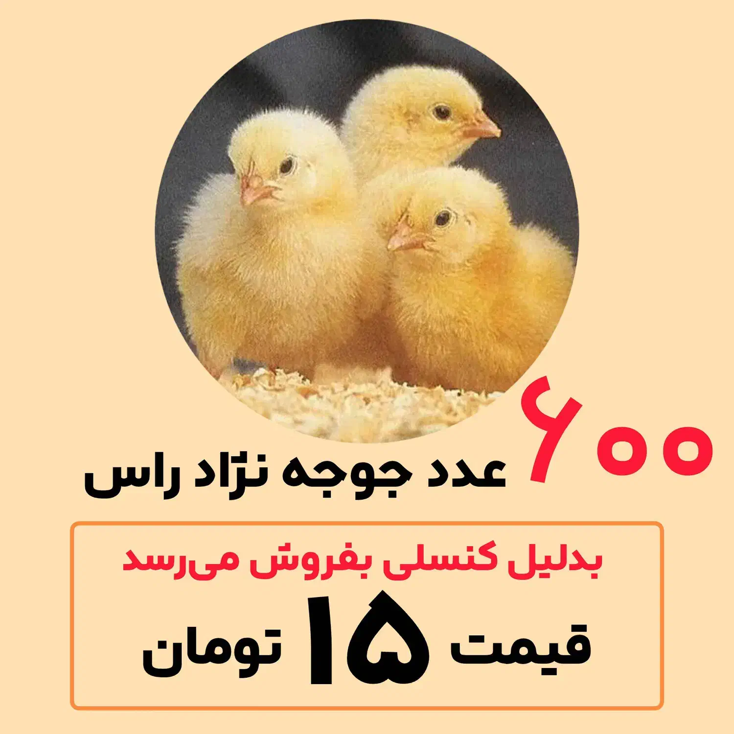 جوجه نژاد راس فقط امروز|حیوانات مزرعه|آمل, |دیوار