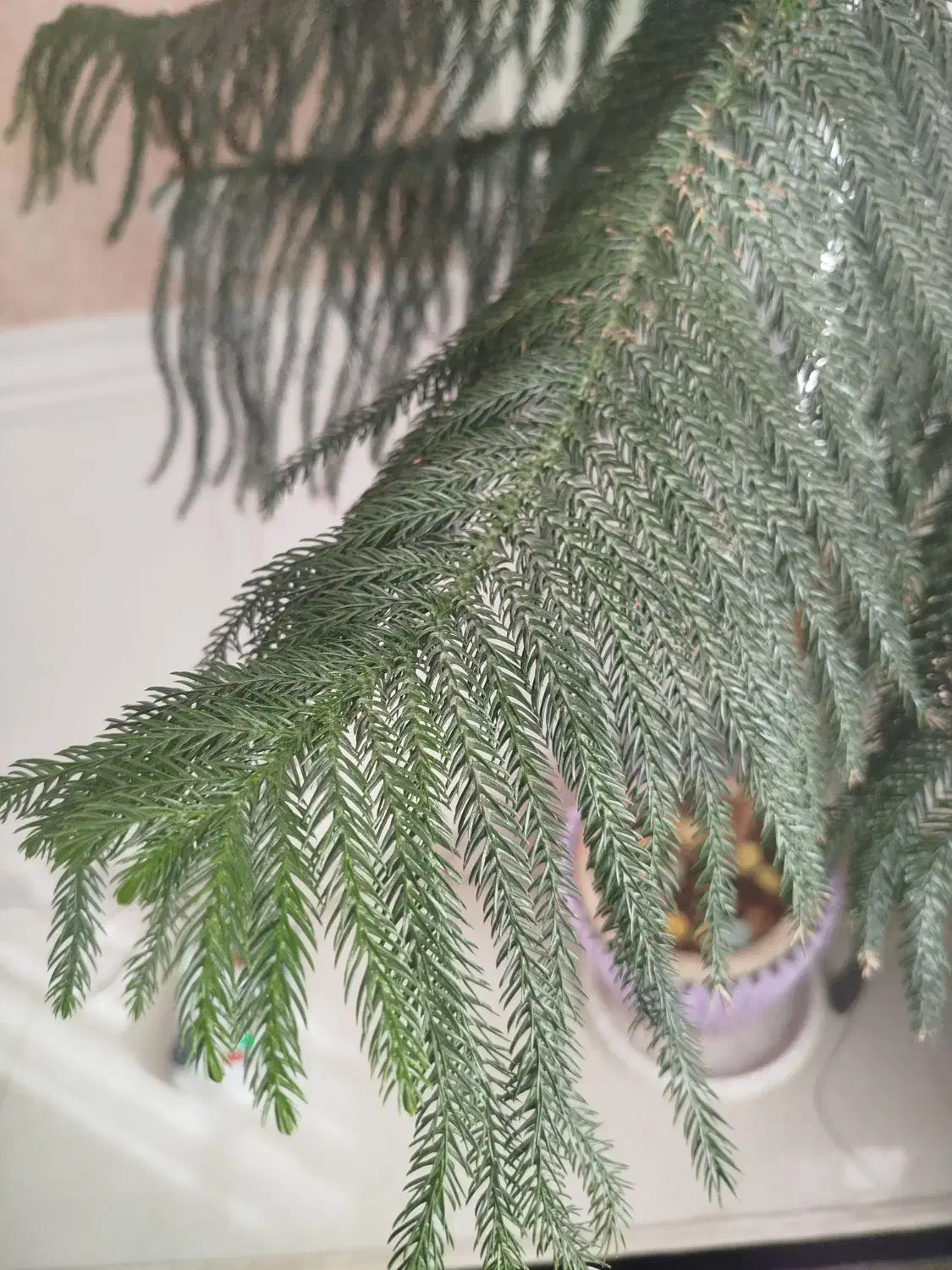 گیاه و گل|گل مصنوعی|کرج, عظیمیه|دیوار