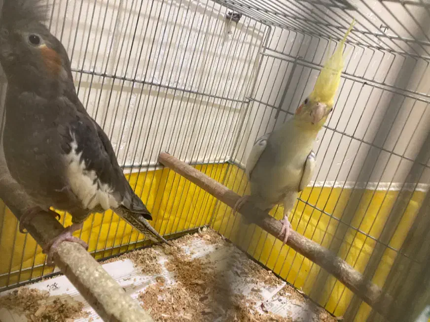 جفت مولد و تک بالغ(جوجه سرلاکی)ملنگو-گیرینچیک|پرنده|رشت, یخسازی|دیوار