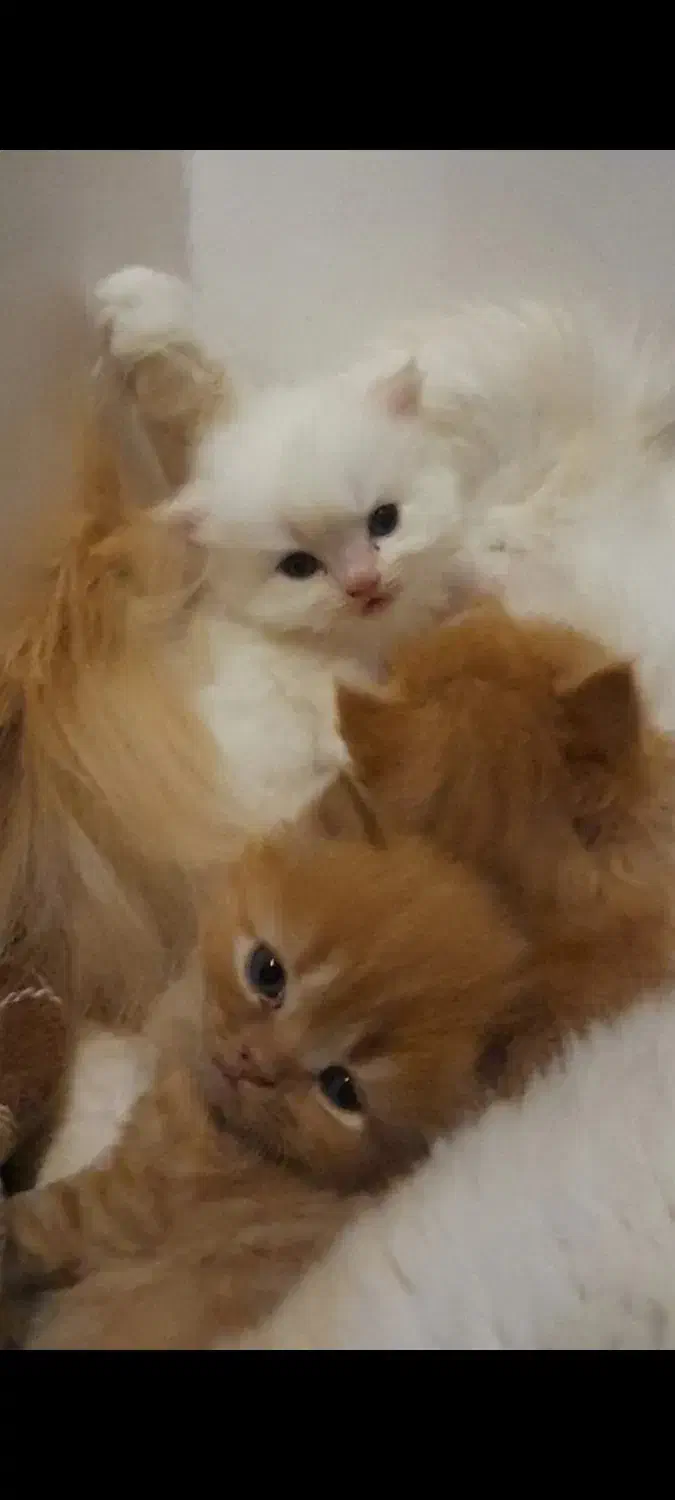 بچه گربه پرشین|گربه|قوچان, |دیوار