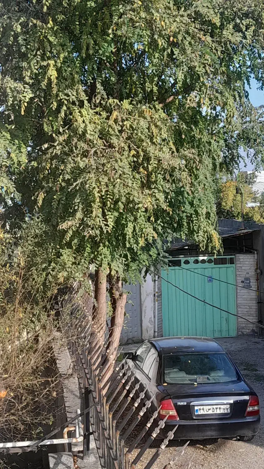 فروش چوب ...نیازمند خریدار با دستگاه برای قطع درخت|مصالح و تجهیزات ساختمان|قائم‌شهر, |دیوار