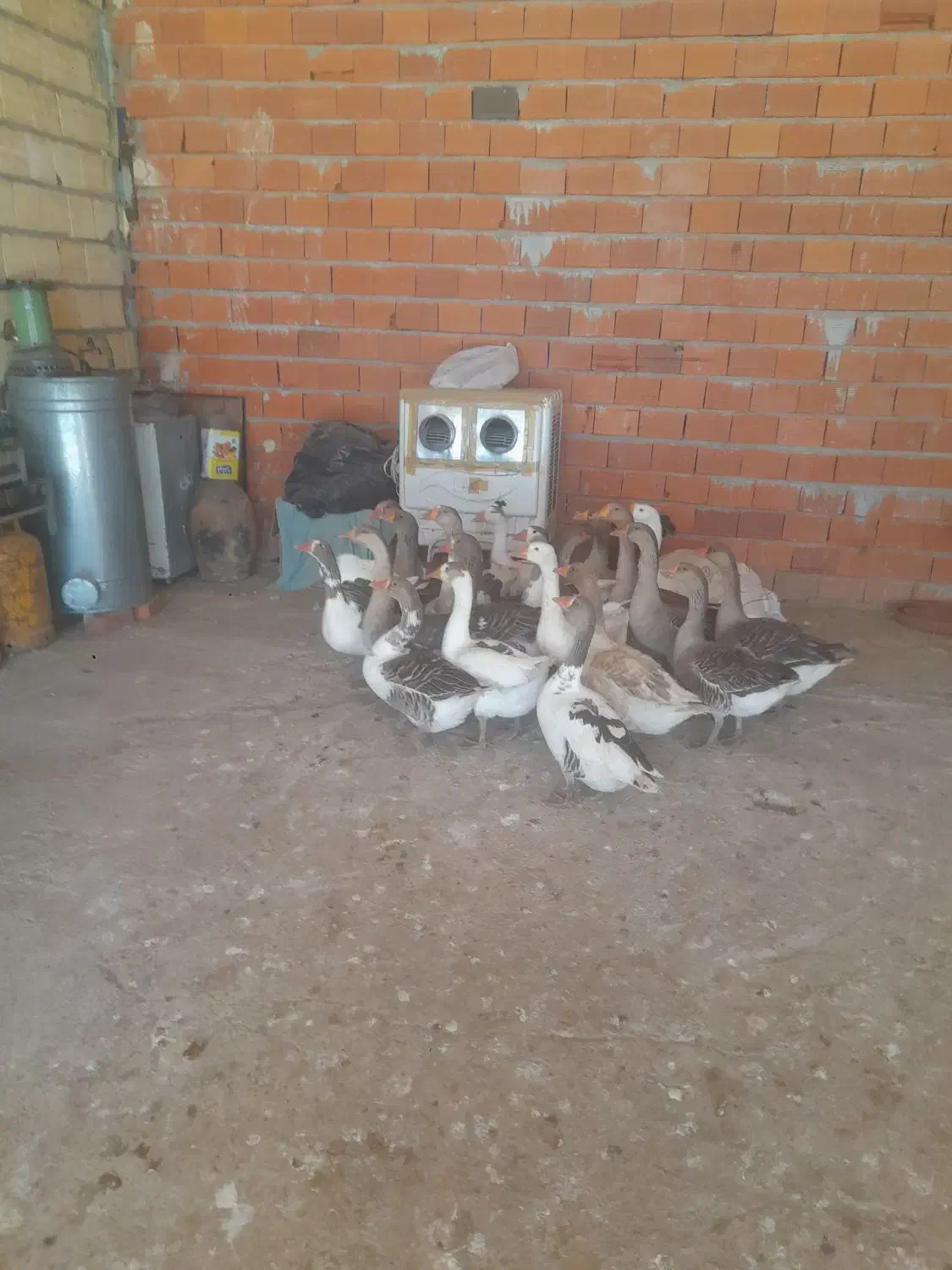 غاز  معلی  ۲۰عدد  و زنشون  ۴ کیلو تا۵کیلو  میباشن|حیوانات مزرعه|مریوان, |دیوار