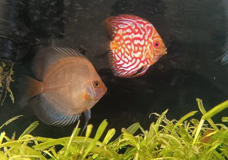 ماهی دیسکس|ماهی|مشهد, ایثار|دیوار